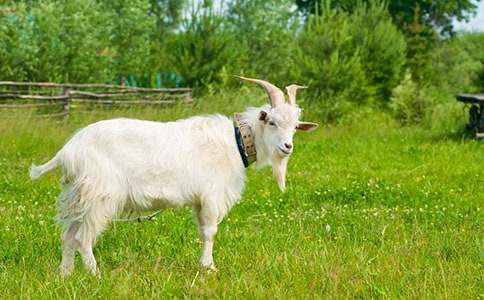 小山羊過木橋小學(xué)作文