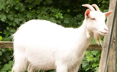 (精)山羊小學(xué)作文