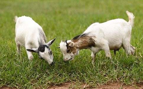 小山羊小學(xué)作文