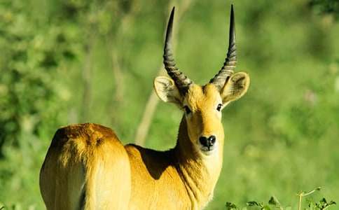 續(xù)寫《羚羊木雕》