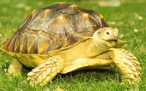 烏龜初中作文300字合集五篇