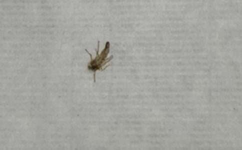 給蚊子的一封信