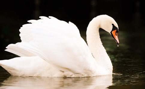 描寫天鵝湖的作文（精選32篇）