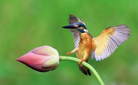 三年級語文下冊《翠鳥》教學(xué)反思