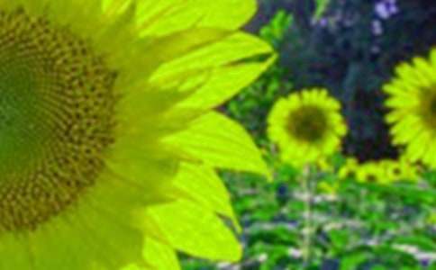 繁花落盡向日葵初中作文（通用35篇）