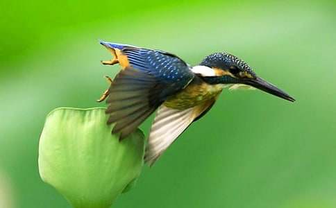 三年級(jí)語文下冊(cè)教學(xué)反思《翠鳥》