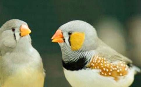 人教版五年級(jí)語文上《珍珠鳥》的教學(xué)反思