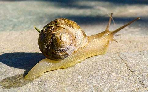 我的蝸牛小學(xué)作文