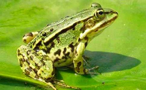 小學生保護青蛙的作文4篇（優(yōu)）