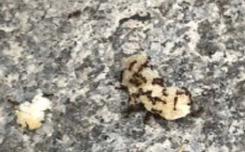 小螞蟻歷險(xiǎn)記續(xù)寫