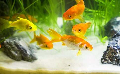 描寫金魚的小學(xué)作文14篇