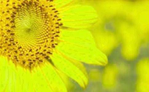 描寫向日葵的小學作文