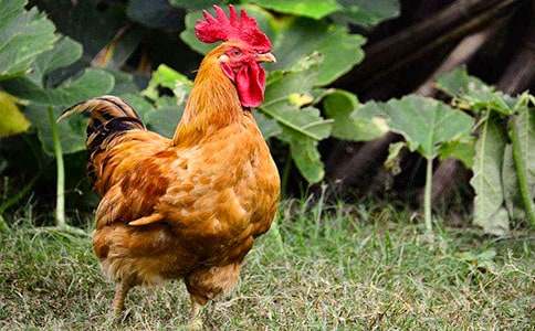 描寫公雞的小學(xué)作文(集錦7篇)