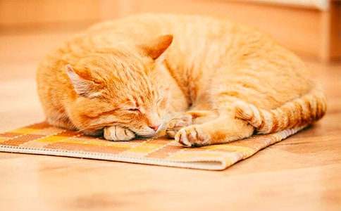 關(guān)于我喜歡的小貓小學(xué)生作文