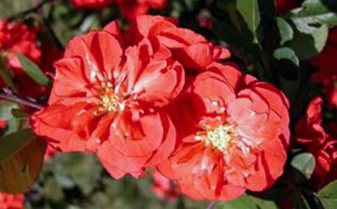 描寫(xiě)海棠花的段落