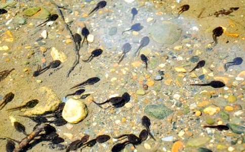 觀察小蝌蚪日記