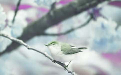 觀察動(dòng)植物日記