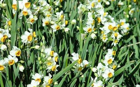 觀察水仙花的作文400字(精選32篇)