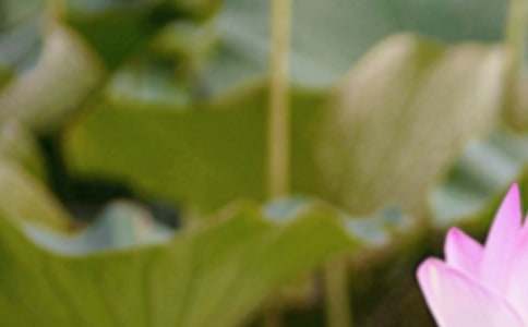 夏至諺語(yǔ)（精選95句）