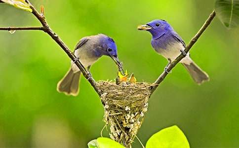 三年級(jí)假如我是一只小鳥作文