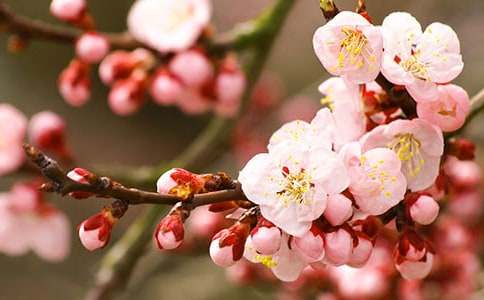 桃花源續(xù)寫作文（通用31篇）